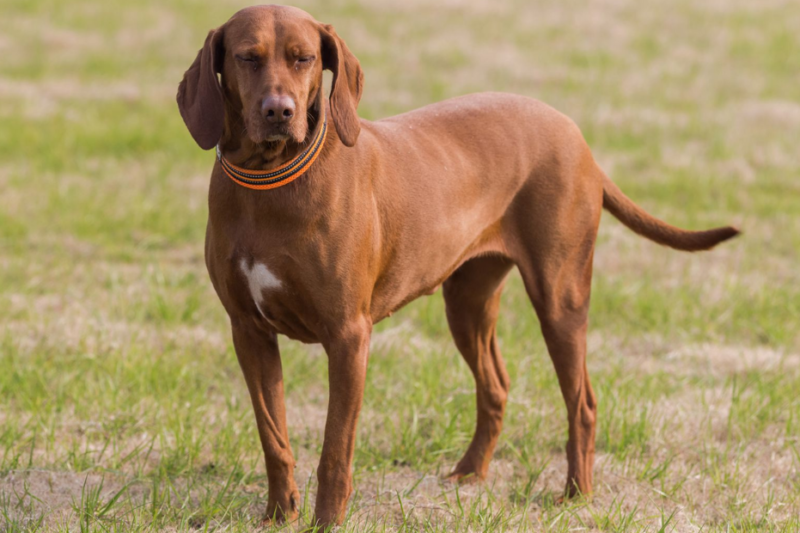 Coonhound Dog Guide: Breeds, Puppies, Traits & Care Explained