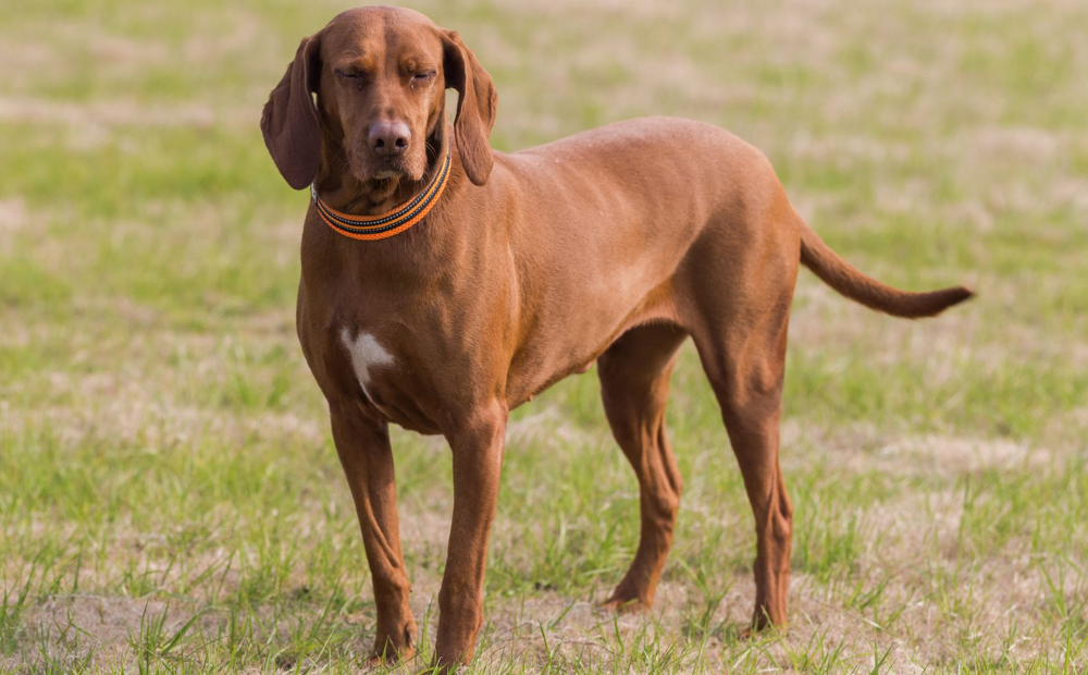 Coonhound